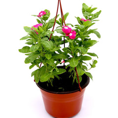 Vinca Hanging flowers 10-15cm