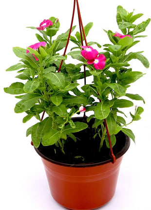 Vinca Hanging flowers 10-15cm