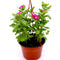 Vinca Hanging flowers 10-15cm