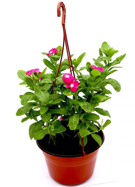 Vinca Hanging flowers 10-15cm