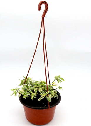 Asystasia gangetica Hanging &#8220;Chinese Violet&#8221;