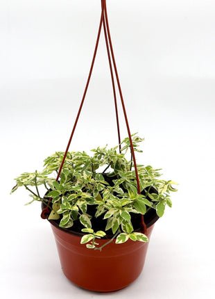 Asystasia gangetica Hanging &#8220;Chinese Violet&#8221;