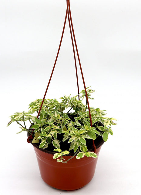 Asystasia gangetica Hanging &#8220;Chinese Violet&#8221;