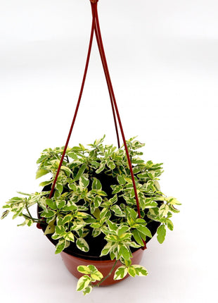 Asystasia gangetica Hanging &#8220;Chinese Violet&#8221;