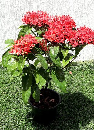 Ixora Coccinea 0.25-0.3m