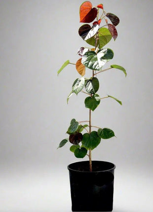 Hibiscus tiliaceus Rubra &#8220;Red Beach Hibiscus&#8221; 0.8-1.0m