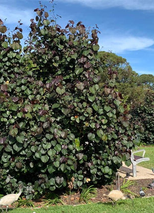 Hibiscus tiliaceus Rubra &#8220;Red Beach Hibiscus&#8221; 0.8-1.0m