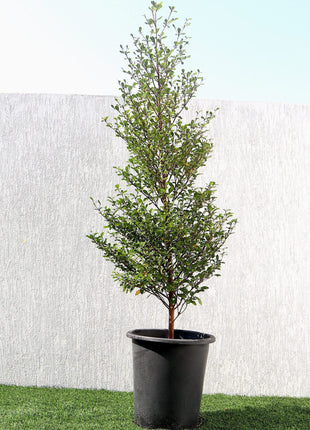 Bucida buceras &#8220;Black Olive Tree&#8221;