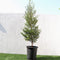 Bucida buceras &#8220;Black Olive Tree&#8221;