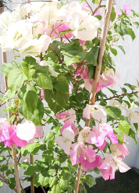 Bougainvillea Cocoice &#8220;Coconut Ice&#8221;