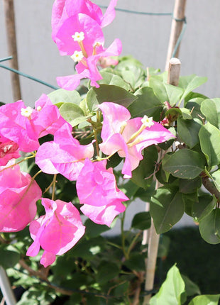 Bougainvillea Cocoice &#8220;Coconut Ice&#8221;