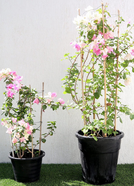 Bougainvillea Cocoice &#8220;Coconut Ice&#8221;