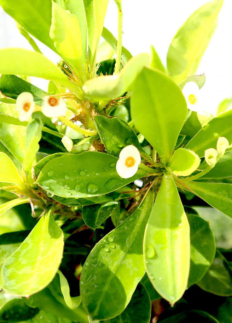 Euphorbia Millii White &#8220;Crown of Thorns&#8221; 0.25-0.35m