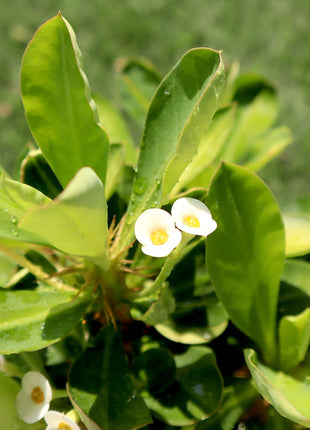 Euphorbia Millii White &#8220;Crown of Thorns&#8221; 0.25-0.35m