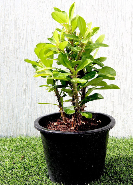 Euphorbia Millii White &#8220;Crown of Thorns&#8221; 0.25-0.35m