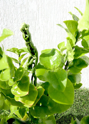 Pedilanthus Green &#8220;Pedilanthus Tithymaloides, Backbone of Devil Plant&#8221;