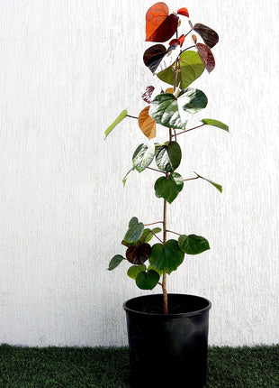 Hibiscus tiliaceus Rubra &#8220;Red Beach Hibiscus&#8221; 0.8-1.0m