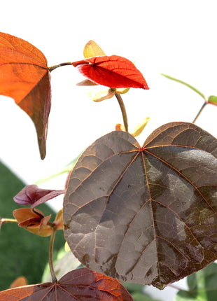 Hibiscus tiliaceus Rubra &#8220;Red Beach Hibiscus&#8221; 0.8-1.0m