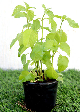 Asystasia Gangetica Green &#8220;Chinese Violet&#8221; 10-15cm