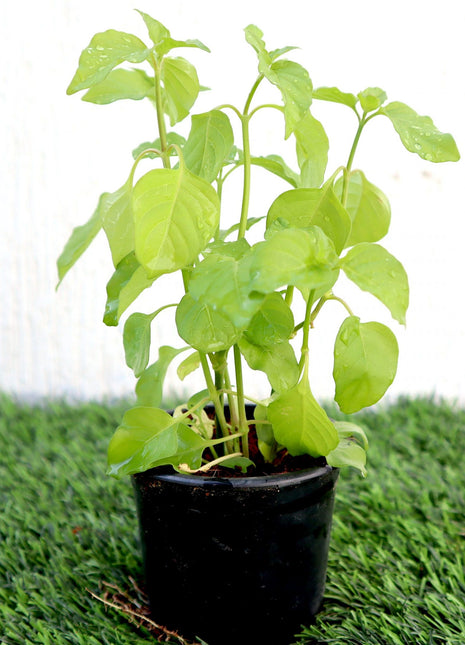 Asystasia Gangetica Green &#8220;Chinese Violet&#8221; 10-15cm