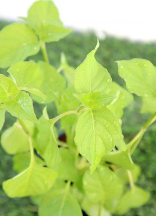 Asystasia Gangetica Green Hanging &#8220;Chinese Violet&#8221;