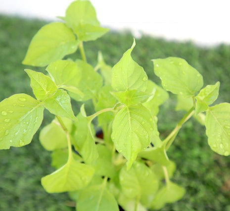 Asystasia Gangetica Green Hanging &#8220;Chinese Violet&#8221;