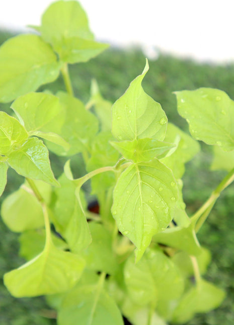 Asystasia Gangetica Green &#8220;Chinese Violet&#8221; 10-15cm