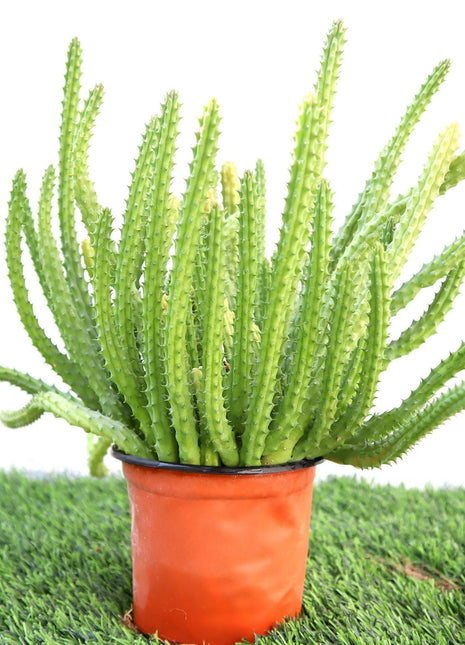 Caralluma Cactus &#8220;Caralluma Adscendens&#8221;0.2-0.3m