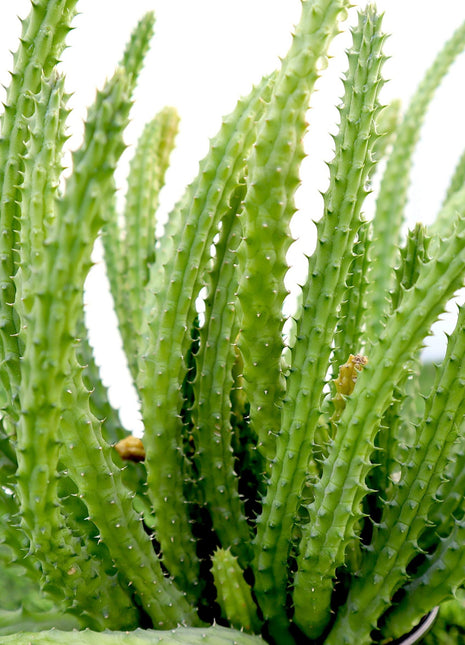 Caralluma Cactus &#8220;Caralluma Adscendens&#8221;0.2-0.3m