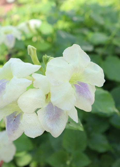 Asystasia Gangetica Green Hanging &#8220;Chinese Violet&#8221;