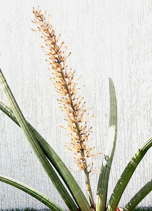 Sansevieria Desertii &#8220;Sansevieria Cylindrica Skyline
