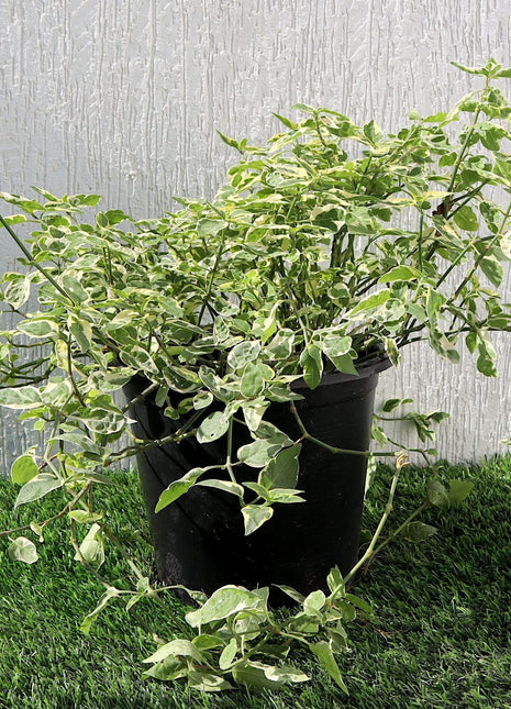 Asystasia Gangetica Variegata &#8220;Chinese Violet&#8221; 6ltr pot