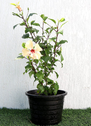 Hibiscus Rosa Sinensis &#8220;Cream&#8221; 0.5-0.6m