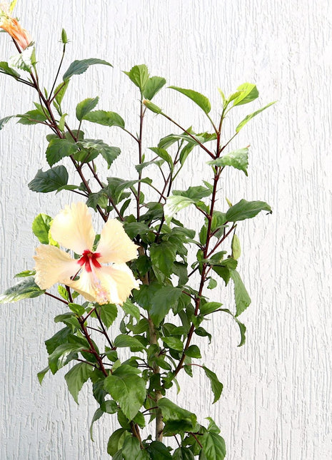 Hibiscus Rosa Sinensis &#8220;Cream&#8221; 0.5-0.6m