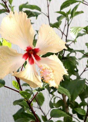 Hibiscus Rosa Sinensis &#8220;Cream&#8221; 0.5-0.6m