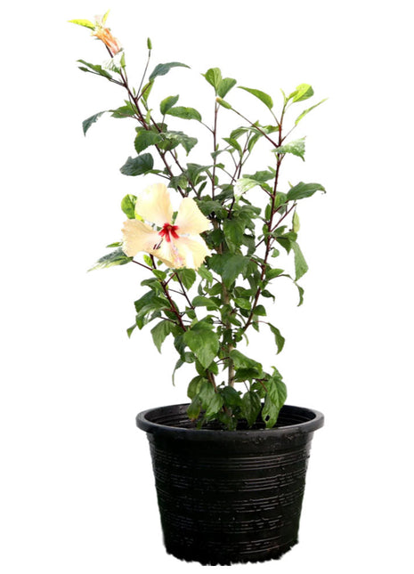 Hibiscus Rosa Sinensis &#8220;Cream&#8221; 0.5-0.6m