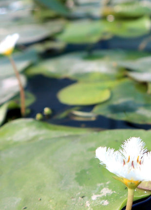 Water Lily Hardy Nymphaea &#8220;Wanvisa&#8221;