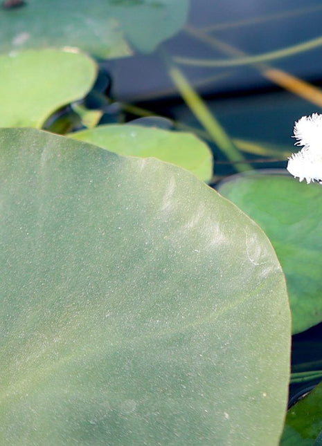 Water Lily Hardy Nymphaea &#8220;Wanvisa&#8221;