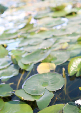 Water Lily Hardy Nymphaea &#8220;Wanvisa&#8221;