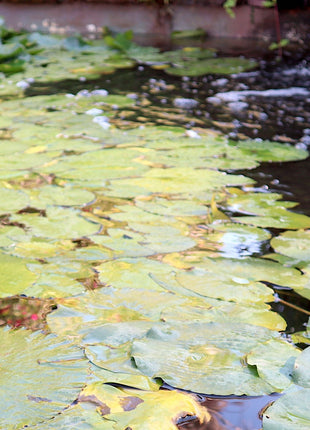 Water Lily Nymphaea mexicana &#8220;Yellow&#8221;