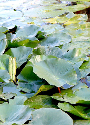 Water Lily Nymphaea mexicana &#8220;Yellow&#8221;