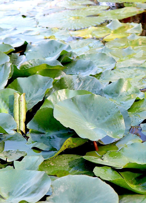 Water Lily Nymphaea mexicana &#8220;Yellow&#8221;