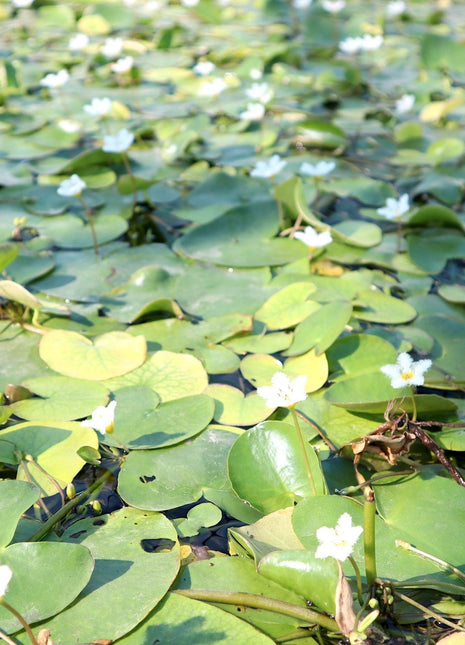Water Snowflake &#8220;Nymphoides indica&#8221;