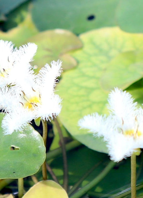 Water Snowflake &#8220;Nymphoides indica&#8221;