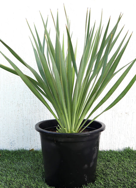 Yucca Gloriosa &#8220;Spanish-dagger&#8221; 0.3-0.4m