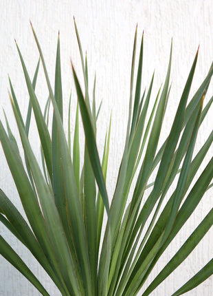 Yucca Gloriosa &#8220;Spanish-dagger&#8221; 0.3-0.4m