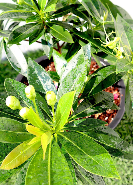 Golden Penda First love &#8220;Xanthostemon chrysanthus&#8221; 0.3-0.4m