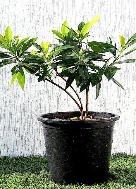 Golden Penda First love &#8220;Xanthostemon chrysanthus&#8221; 0.3-0.4m