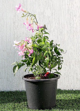 Pink Trumpet Vine &#8220;Podranea Ricasoliana&#8221; 0.4-0.5m