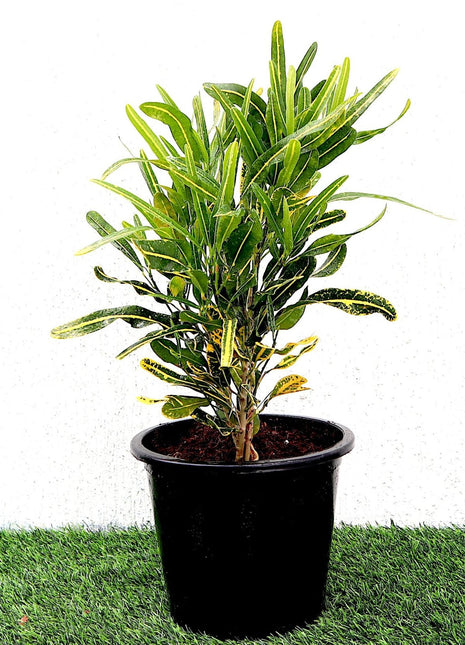 Croton Banana Yellow Plant &#8220;Indoor &amp; Outdoor&#8221; 6ltr pot